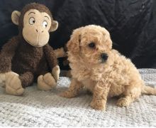 Excellent Maltipoo Puppy for Adoption