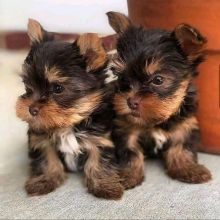 Yorkie puppies for adoption(patriciabrook493@gmail.com)