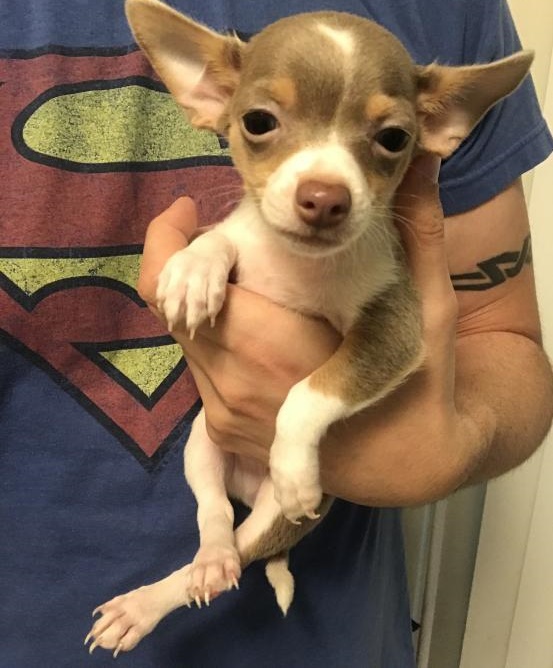 C.K.C MALE AND FEMALE CHIHUAHUA PUPPIES AVAILABLE 650 CAD Image eClassifieds4u