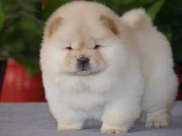 C.K.C MALE AND FEMALE CHOW CHOW PUPPIES AVAILABLE Image eClassifieds4u