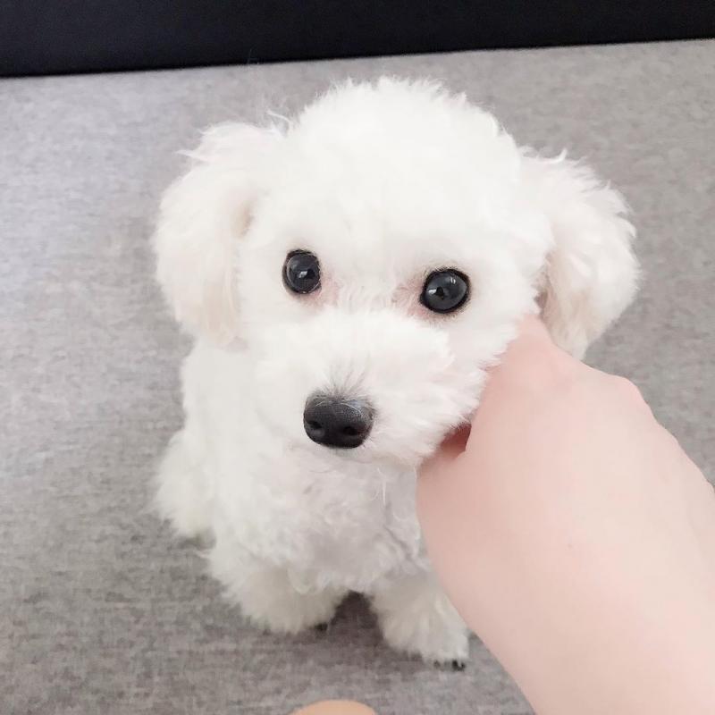 C.K.C MALE AND FEMALE POODLE PUPPIES AVAILABLE 650 CAD Image eClassifieds4u