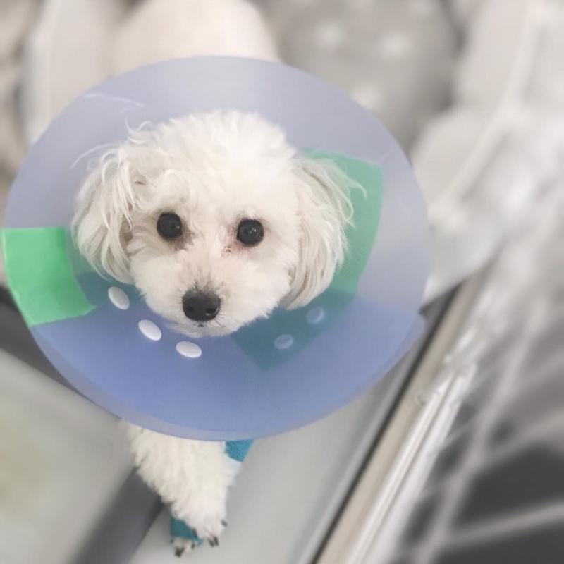 C.K.C MALE AND FEMALE POODLE PUPPIES AVAILABLE 650 CAD Image eClassifieds4u