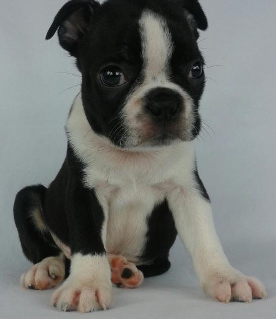 Ckc ☮ Male Female Boston Terrier PUPPIES 650 CAD Image eClassifieds4u