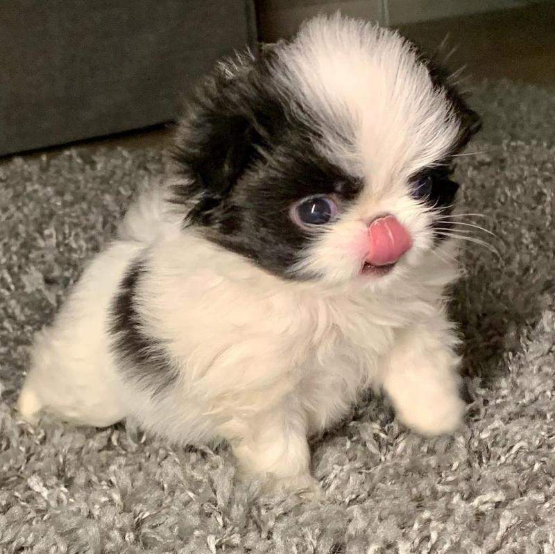 japanees chin puppies for adoption (marieannsmitrh215@gmail.com) Image eClassifieds4u