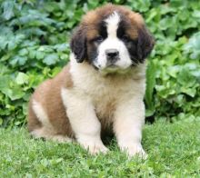 C.K.C MALE AND FEMALE SAINT BERNARD PUPPIES AVAILABLE 650 CAD Image eClassifieds4U