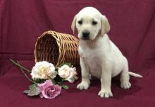 C.K.C MALE AND FEMALE LABRADOR RETRIEVER PUPPIES AVAILABLE Image eClassifieds4U