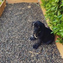 C.K.C MALE AND FEMALE NEAPOLITAN MASTIFF PUPPIES 650 CAD Image eClassifieds4u 1