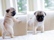 C.K.C MALE AND FEMALE PUG PUPPIES AVAILABLE 650 CAD Image eClassifieds4u 2
