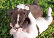 🟥🍁🟥 ADORABLE CANADIAN 💗🍀PIT BULL🐕🐕PUPPIES 🟥🍁🟥 Image eClassifieds4U
