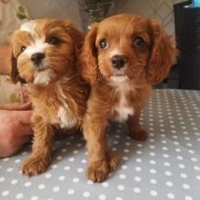 🟥🍁🟥 ADORABLE CANADIAN 💗🍀CAVAPOO🐕🐕PUPPIES 🟥🍁🟥 Image eClassifieds4U