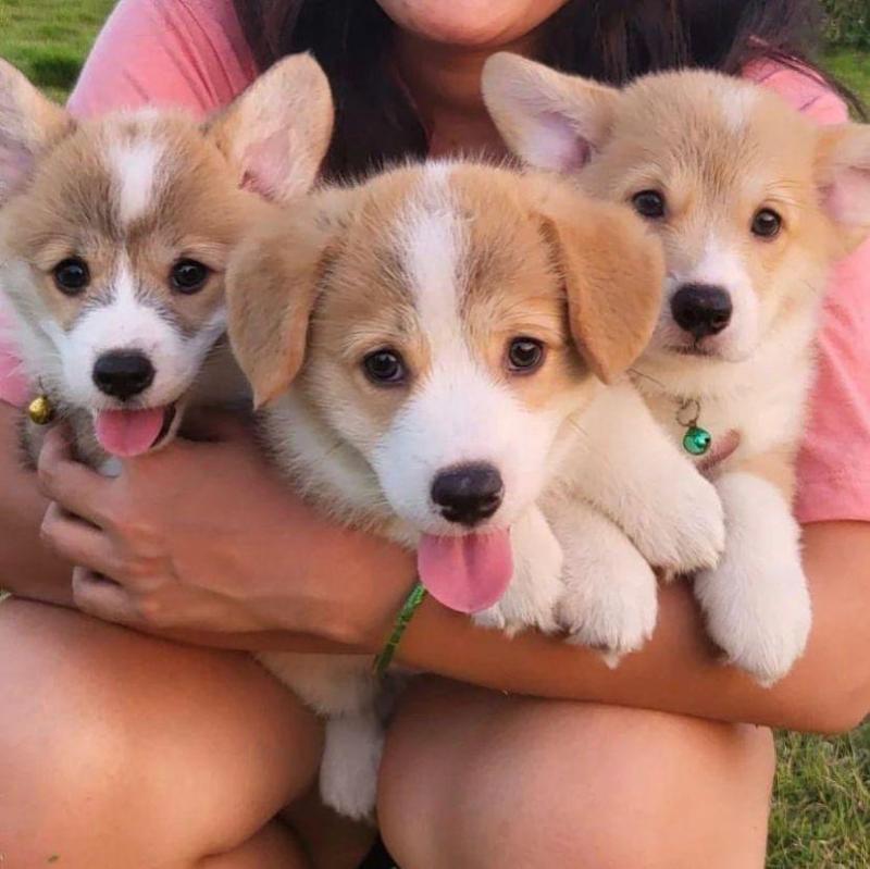 Pembroke Corgi puppies available for adoption. (anabelcelia54@gmail.com) Image eClassifieds4u