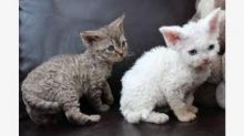 Devon Rex kittens available (267) 820-9095 or rbfinniam@gmail.com