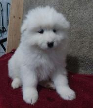 family raised Samoyed puppies