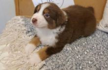 Happy Australian shepherd puppies