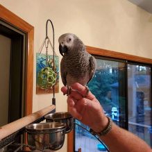 Sweet and Loving African grey parrots