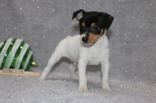 active and intelligent Fox terrier puppies