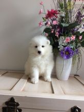 Adorable active Samoyed puppies