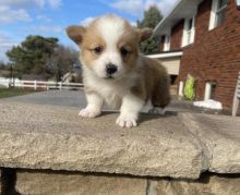 Adorable corgi puppies