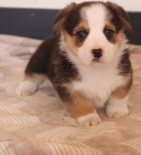 affectionate corgi puppies available for all