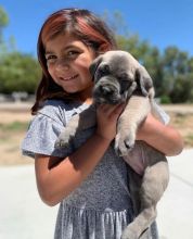 Amazing and cane corso puppies available for adoption. (mendezphilip34@gmail.com)