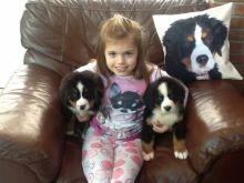 Bernese Mountain Puppies ready for a new home