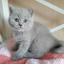British Shorthair Kittens, Registered (267) 820-9095 or rbfinniam@gmail.com