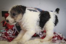 CKC Registered FEMALE AND MALE Fox terrier puppies