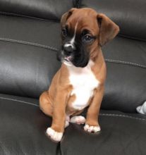 Cute Lovely Boxer Puppies male and female for adoption