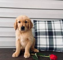 Cute Lovely golden retriever Puppies male and female for adoption