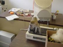 diaper trained and bottle fed Capuchin monkeys