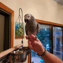 DNA certified male and female African grey parrots