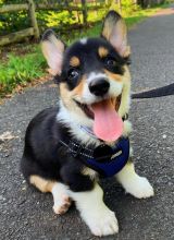 Excellence lovely Male and Female cardigan welsh Corgi Puppies for adoption