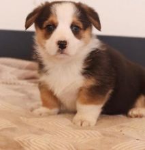 Eye catching corgi puppies