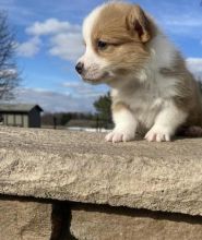 family raised corgi puppies