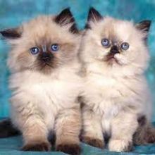Himalayan Kittens With Pure Pedigree (267) 820-9095 or rbfinniam@gmail.com