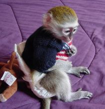 house raised Capuchin monkeys