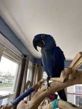 Hyacinth Macaws tamed