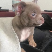 lovable, and playful Apple head Chihuahua puppies ready for adoption