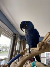 Lovable hyacinth macaw available