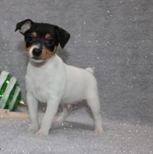 lovely and adorable male and female Fox terrier pups