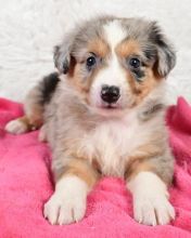 lovely companion Australian shepherd puppies