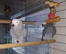 male and female African grey parrots