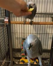 Male and female African Grey Parrots