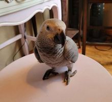 Male and female African Grey Parrots available