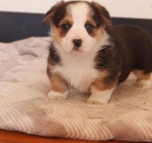 male and female corgi puppies