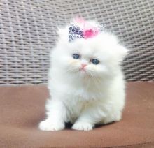 Persian kittens available (267) 820-9095 or rbfinniam@gmail.com