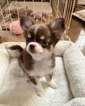 Healthy male and female Chihuahua puppies for adoption