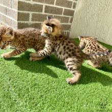 Savannah kittens available (267) 820-9095 or rbfinniam@gmail.com