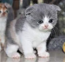 Scottish Fold Silver Kittens Available (267) 820-9095 or rbfinniam@gmail.com