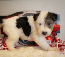 socialized Fox terrier puppies